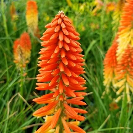 kniphofia flower flower seeds