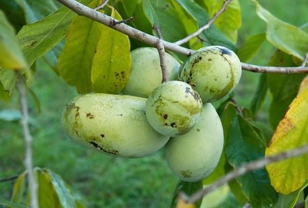 Asimina Triloba Seeds – Heirloom, Non-GMO, High Germination Organic Garden Seeds
