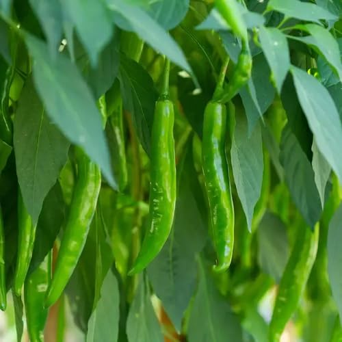 Chilli Seeds – Heirloom, Non-GMO, High Germination Organic Garden Seeds Planting