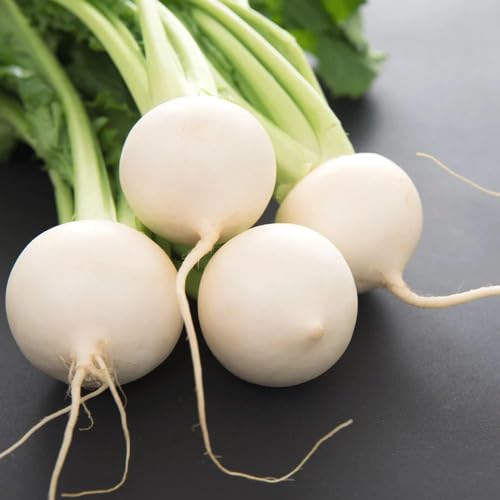 White Turnip Seeds – Heirloom, Non-GMO, High Germination Organic Garden Seeds