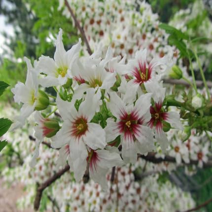 whitehornflowerheirloomnongmo flower seeds