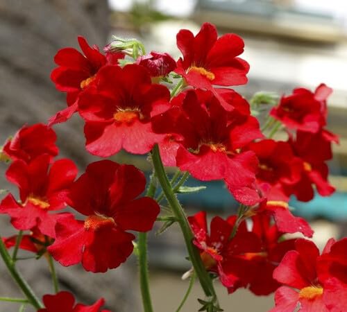 Red Nemesia Flower Seeds – Heirloom, Non-GMO, High Germination Organic Garden Seeds for Planting