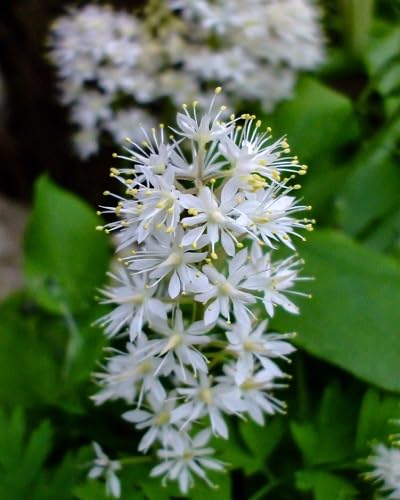 White Tiarella Wherryi Flower Seeds Heirloom Non-GMO High Germination Organic Garden Seeds