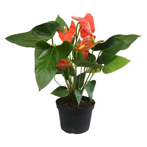 redanthuriumflowerheirloomnongmo flower seeds