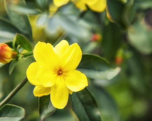 Perennial Jasmine Flower Seeds Yellow – Heirloom, Non-GMO, High Germination Organic Garden Seeds