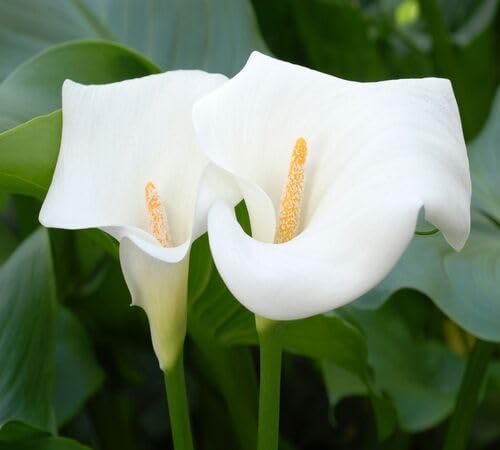 White Calla Lily Flower Seeds Heirloom Non-GMO High Germination Organic Garden Seeds