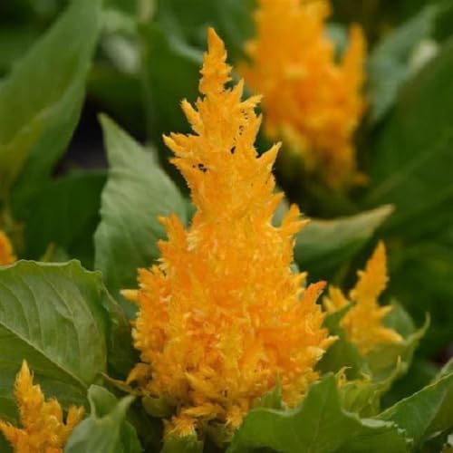 yellow celosia flower seeds