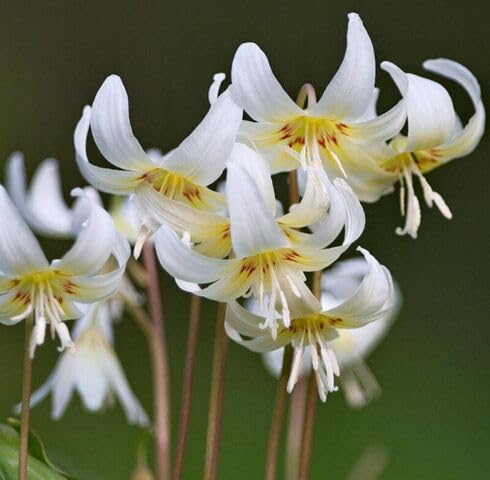 White Erythronium Flower Seeds Heirloom Non-GMO High Germination Organic Garden Seeds for Planting