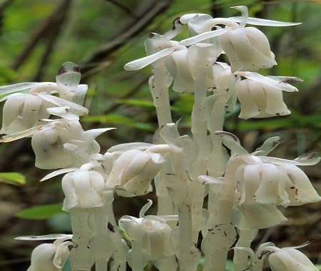White Monotropa Flower Seeds – Heirloom, Non-GMO, High Germination Organic Garden Seeds for Planting