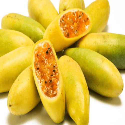 Curuba Seeds – Heirloom, Non-GMO, High Germination Organic Garden Seeds