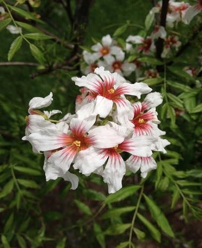 Xanthoceras Flower Seeds – Heirloom, Non-GMO, High Germination Organic Garden Seeds