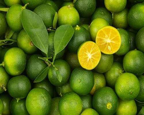 Calamansi Seeds – Heirloom, Non-GMO, High Germination Organic Garden Seeds