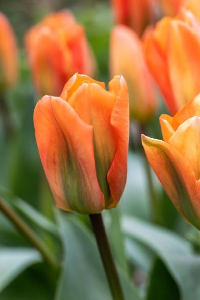 Orange Tulip Flower Seeds – Heirloom, Non-GMO, High Germination Seeds