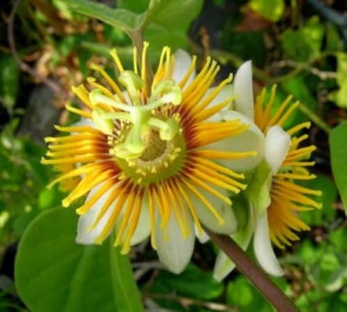 Yellow Passiflora Flower Seeds Heirloom Non-GMO High Germination Organic Seeds