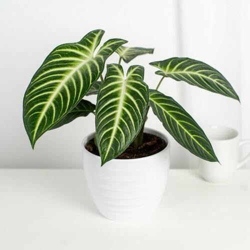 greencaladiumheirloomnongmo flower seeds