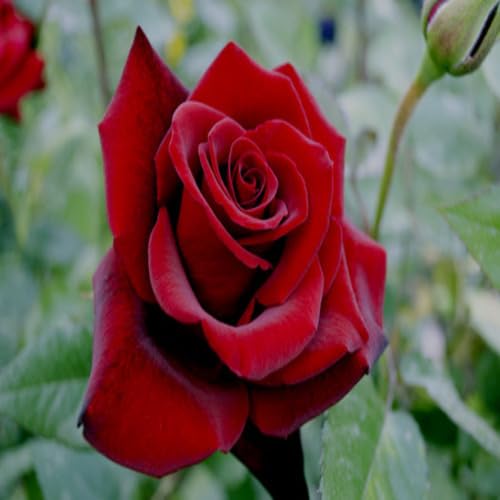 Giant Red Rose Flower Seeds for Planting – Heirloom Non-GMO High Germination Organic Garden Seeds