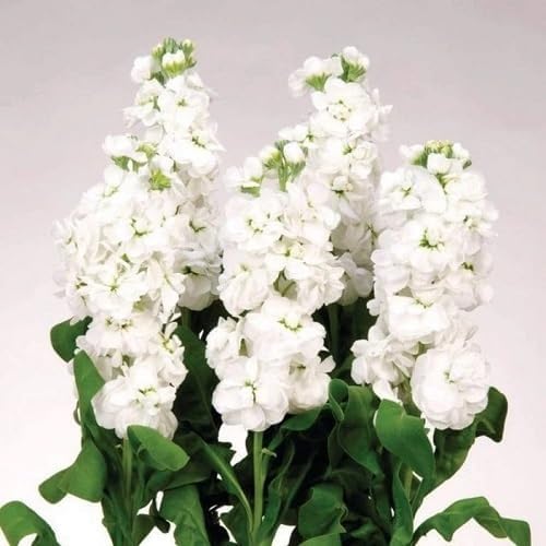white matthiola flower seeds