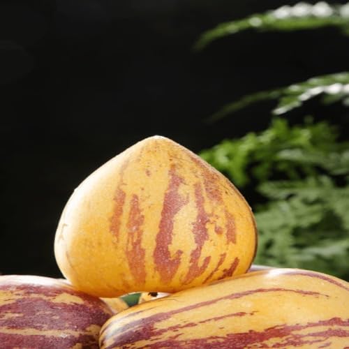 Orange Ginseng Seeds – Heirloom, Non-GMO, High Germination Organic Garden Seeds