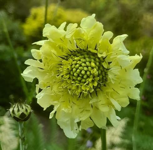 Yellow Scabious Flower Seeds Heirloom Non-GMO High Germination Organic Garden Seeds for Planting