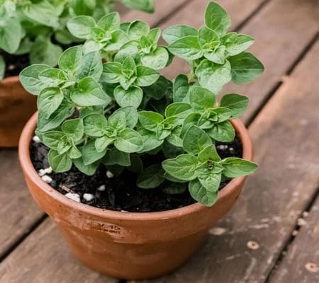 Grüne Oregano-Pflanzensamen, alte Sorte, gentechnikfrei, hohe Keimrate, Bio-Gartensamen zum Pflanzen