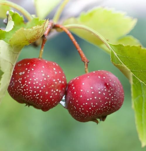 Red Giant Hawthorn Seeds – Heirloom Non-GMO High Germination Organic Garden Seeds for Planting
