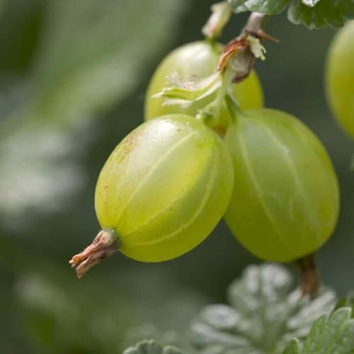 Gooseberry Seeds – Heirloom, Non-GMO, High Germination Organic Garden Seeds