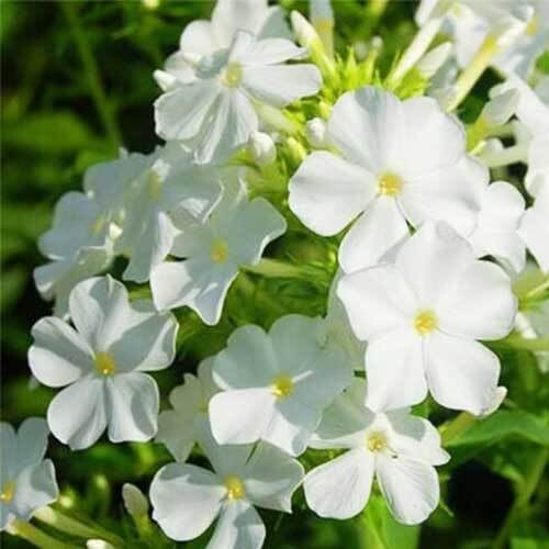 Semillas de flores Phlox – Cimiente, no transgénica, semillas orgánicas de alta germinación para plantar en jardín