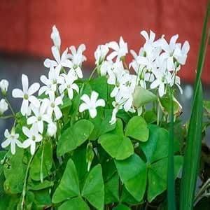 White Oxalis Flower Seeds – Heirloom, Non-GMO, High Germination Organic Garden Seeds for Planting