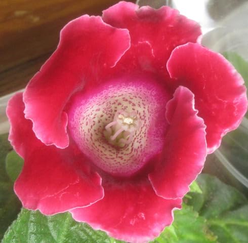 Semillas de flor de gloxinia rosa – Variedad tradicional, sin OGM, semillas de jardín orgánicas de alta germinación para sembrar