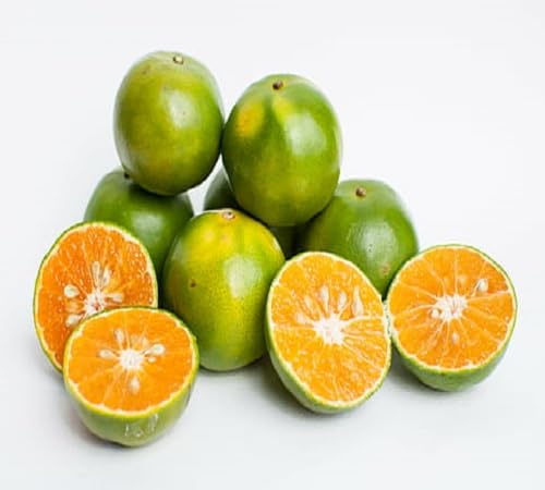 Calamansi Seeds – Heirloom, Non-GMO, High Germination Organic Garden Seeds