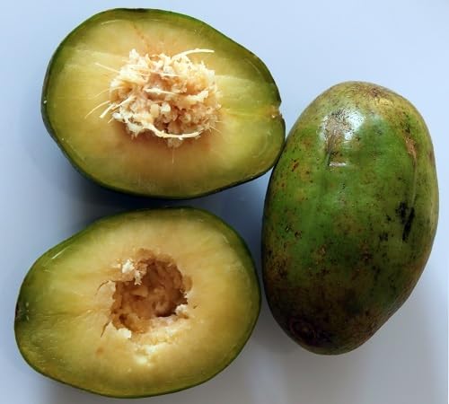 Green Spondias Seeds – Heirloom, Non-GMO, High Germination Organic Garden Seeds