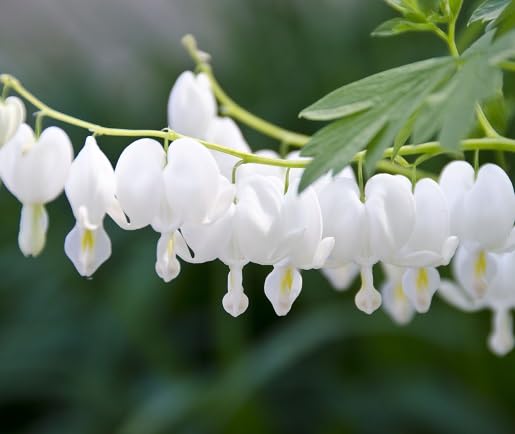 White Dicentra Flower Seeds – Heirloom, Non-GMO, High Germination Organic Garden Seeds for Planting