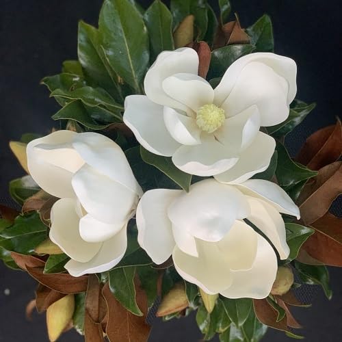 Magnolia Flower Seeds White – Heirloom, Non-GMO, High Germination Seeds