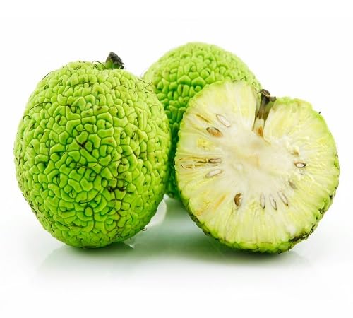 Maclura Seeds – Heirloom, Non-GMO, High Germination Organic Garden Seeds