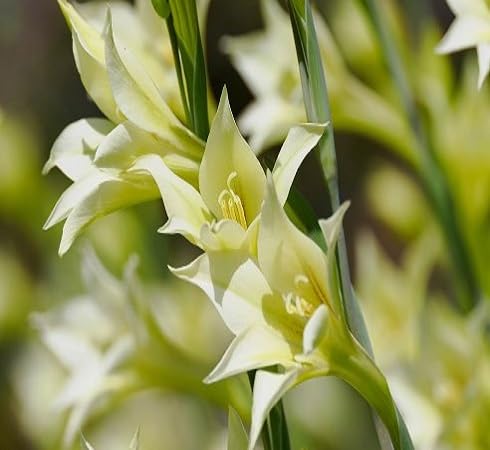 White Gladiolus Tristis Flower Seeds Heirloom Non-GMO High Germination Organic Garden Seeds for Planting