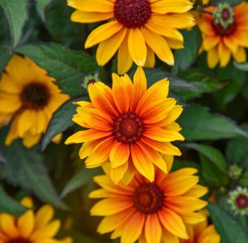 Yellow Red Heliopsis Flower Seeds – Heirloom, Non-GMO, High Germination Organic Garden Seeds for Planting