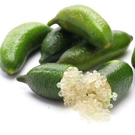 Finger Lime Seeds Green for Planting – Heirloom Non-GMO High Germination Organic Garden Seeds