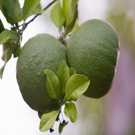 Pomelo Seeds – Heirloom, Non-GMO, High Germination Organic Garden Seeds