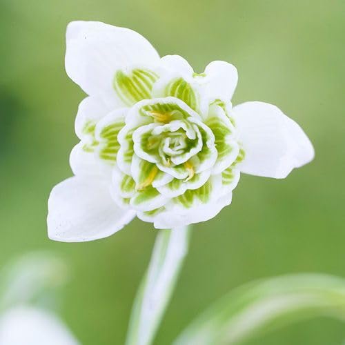 Semillas de Galanthus Doble Blanco Heirloom No Modificadas Genéticamente Alta Germinación Semillas Orgánicas para Jardín