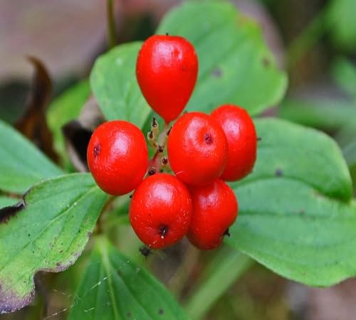 Bunchberry Seeds for Planting Heirloom Non-GMO High Germination Organic Garden Seeds