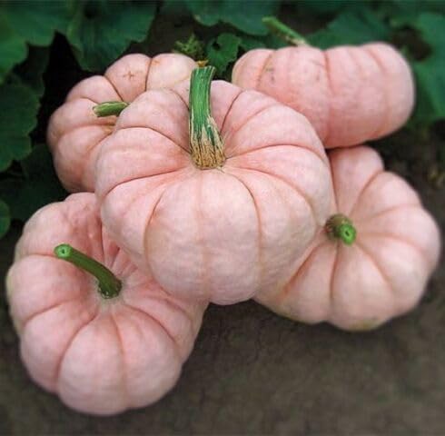 Pink Pumpkin Seeds – Heirloom, Non-GMO, High Germination Organic Garden Seeds Planting