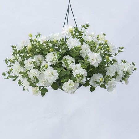 Doppelte weiße Petunien-Blumensamen, alte Sorte, gentechnikfrei, hohe Keimfähigkeit, Bio-Gartensamen zum Pflanzen