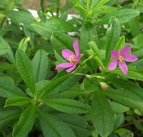 Talinum Flower Seeds Heirloom Non-GMO High Germination Organic Garden Seeds for Planting