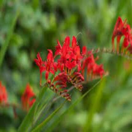 Red Crocosmia Flower Seeds for Planting – Heirloom, Non-GMO, High Germination Organic Garden Seeds