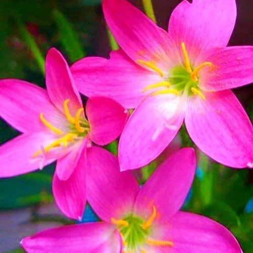 Zephyranthes Flower Seeds – Heirloom Non-GMO High Germination Organic Garden Seeds