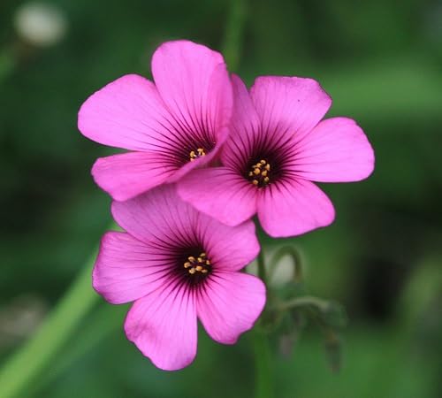 Oxalis Flower Seeds Pink Perennial – Heirloom, Non-GMO, High Germination Organic Garden Seeds for Planting Seeds for Planting