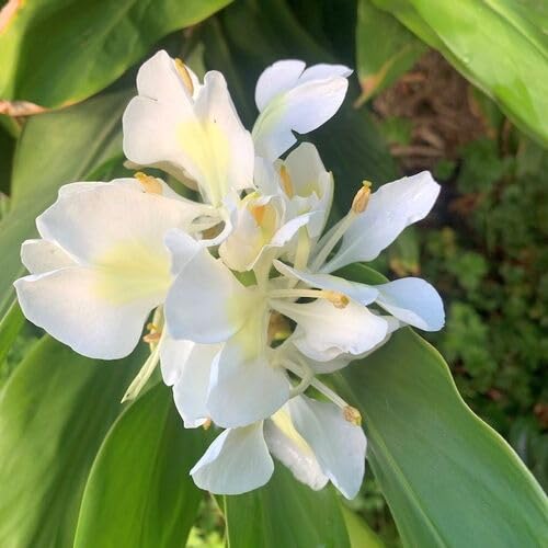 White Hedychium Coronarium Flower Seeds Heirloom Non-GMO High Germination Organic Garden Seeds for Planting