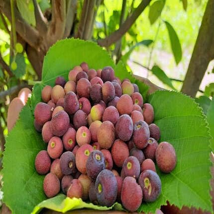 Red Phalsa Seeds – Heirloom, Non-GMO, High Germination Organic Garden Seeds