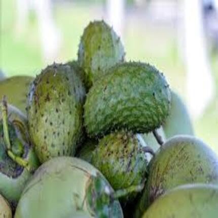 Green Guanabana Seeds – Heirloom, Non-GMO, High Germination Organic Garden Seeds