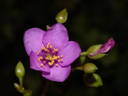 Talinum Flower Seeds Purple Heirloom Non-GMO High Germination Organic Garden Seeds for Planting